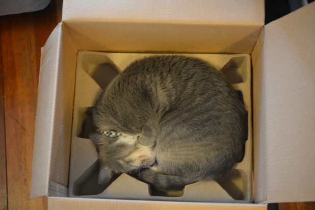 Cat in Fryer Box